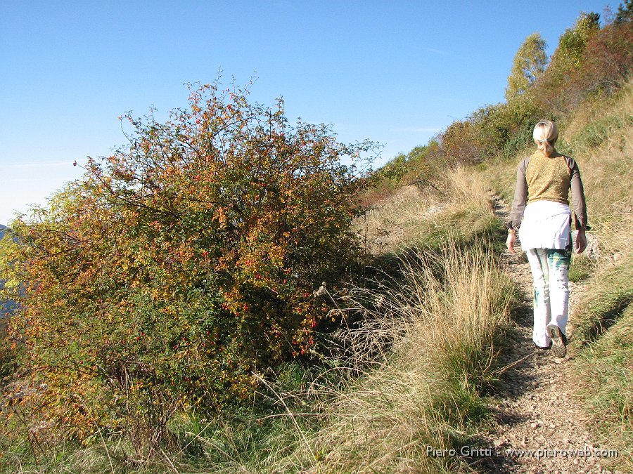 gherardi-lu 003.jpg - Risalta tra i colori d'autunno  il rosso intenso dei frutti della rosa canina